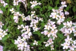 natural_environment_10