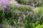 natural_environment_11