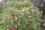 natural_environment_04