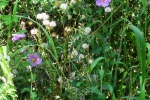 natural_environment_12