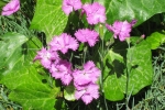 natural_environment_13