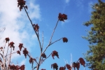 natural_environment_05