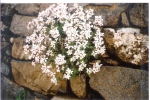 natural_environment_07